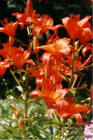g00020