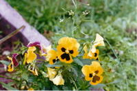 АНЮТИНЫ ГЛАЗКИ