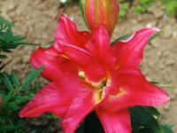 g00026
