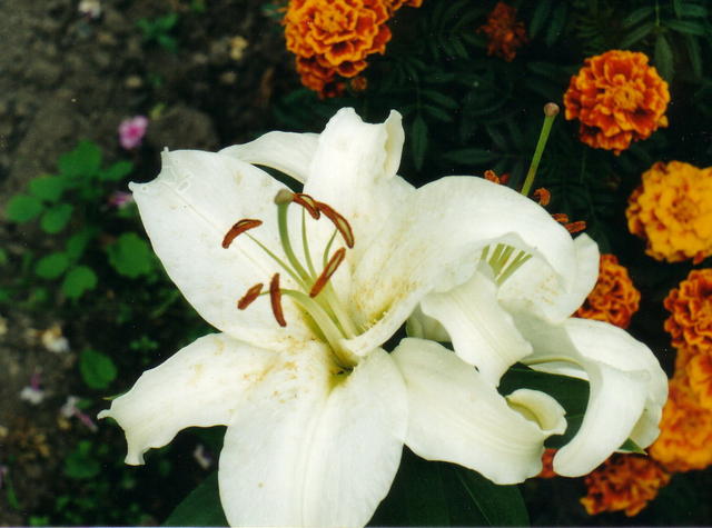 Белые лилии