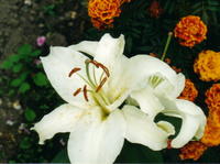 Белые лилии