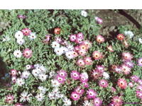 Солнечные цветы