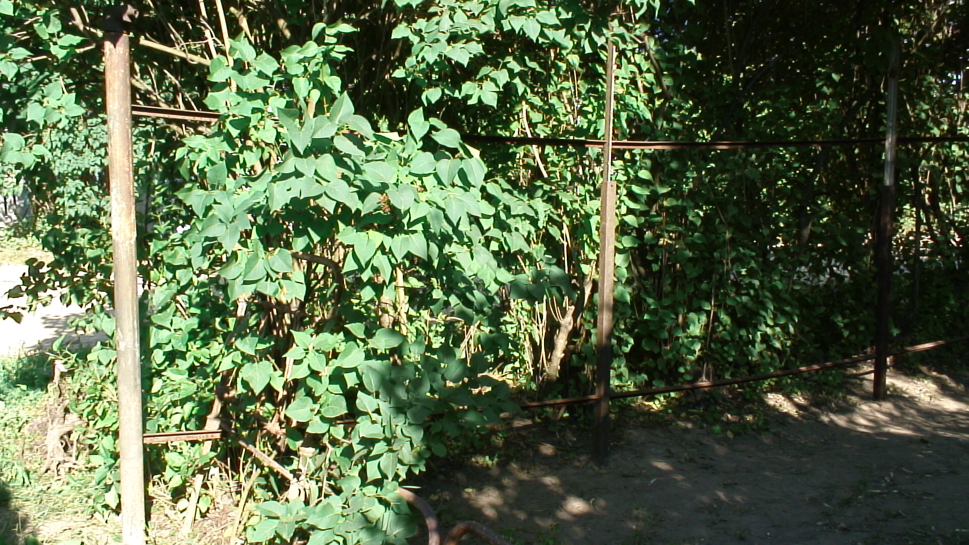 DSC00038