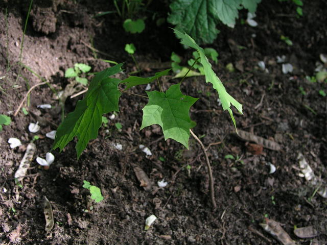 P6182549