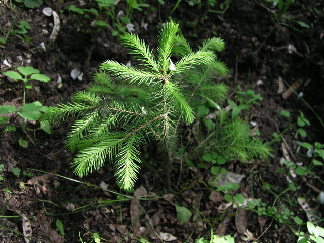 P6182557
