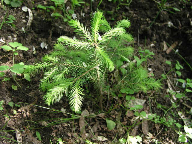 P6182558