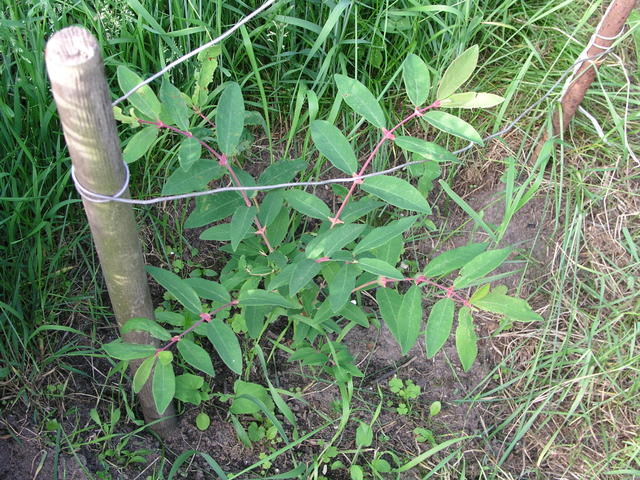 Кустик Жимолости