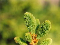 Молодая поросль