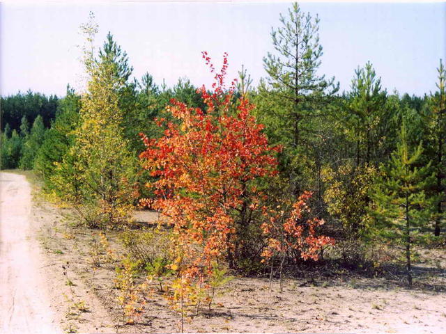 Осенняя дорога-2