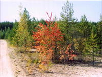 Осенняя дорога-2