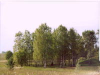 Перелесок