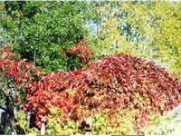 Дикий виноград-1