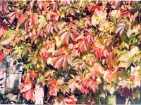 Дикий виноград-2