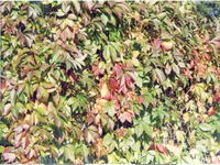 Дикий виноград-3