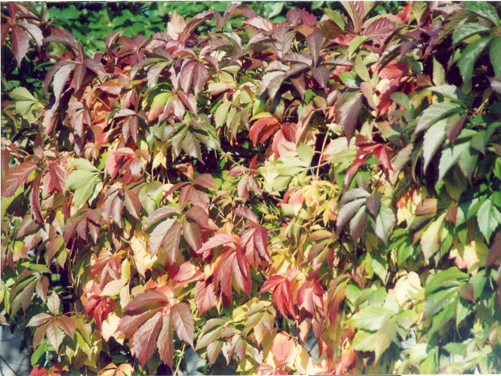 Дикий виноград-4