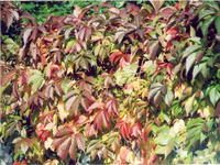 Дикий виноград-4