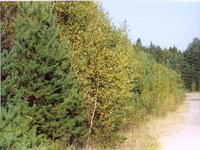 Дорога-3