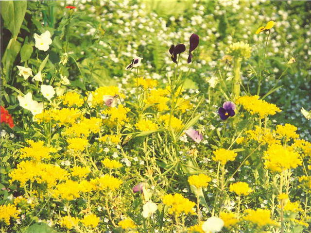 Кaрликовый тысячелистник