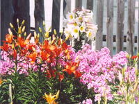 Лилии и Флокс