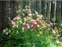 Уголок сада-3