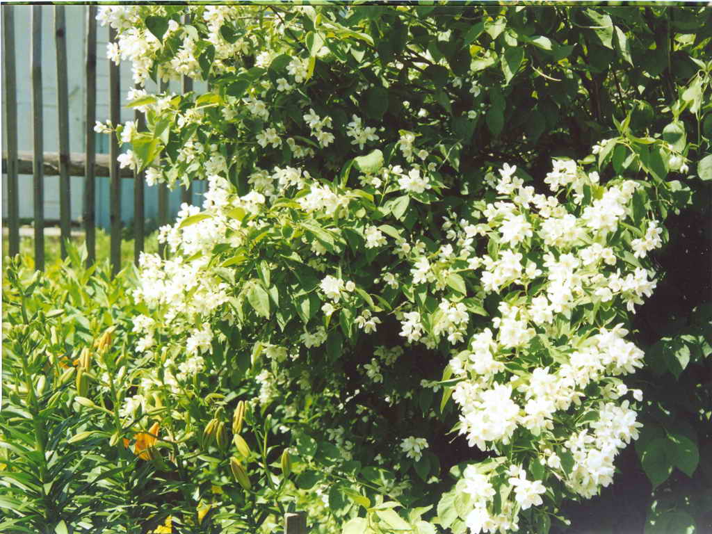 Уголок сада-4