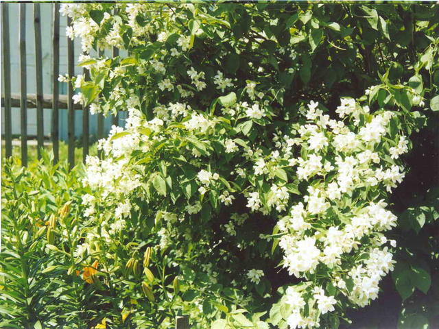 Уголок сада-4