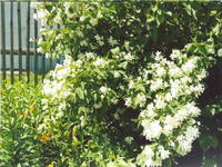 Уголок сада-4