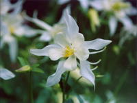 Аквилегия белая-1