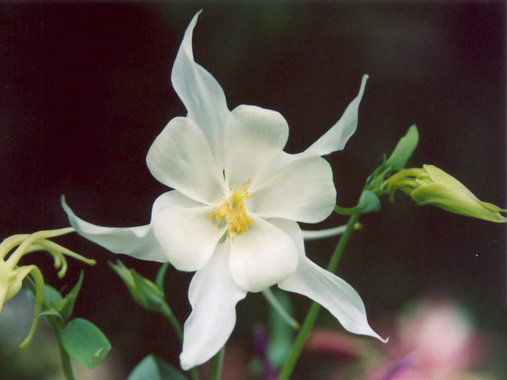 Аквилегия белоя-2