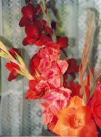 Гладиолусы-1