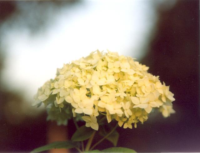 Гортензия-1
