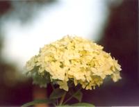 Гортензия-1