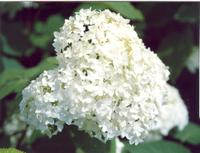 Гортензия-3