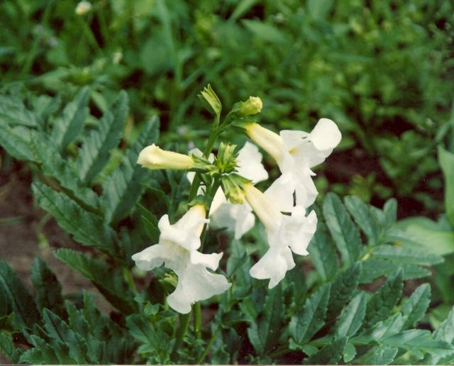 Инкарвиллея