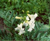 Инкарвиллея