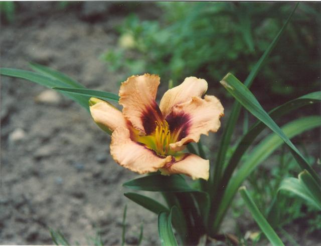 Лилейник Дэринг Дисепшн