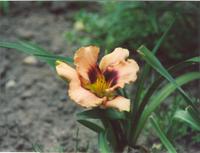 Лилейник Дэринг Дисепшн