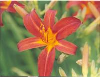 Лилейник ПИРАТ-1