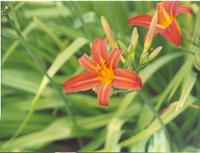 Лилейник ПИРАТ-2