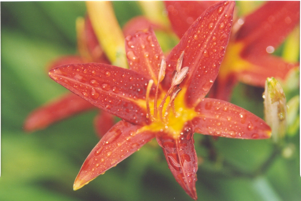 Лилейник ПИРАТ-3