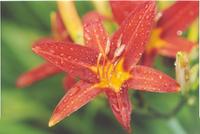 Лилейник ПИРАТ-3