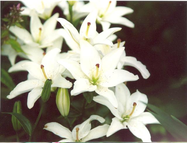 Лилия белая