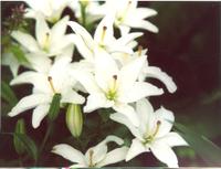 Лилия белая