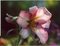 Лилия белорозовая-1