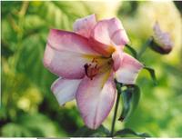 Лилия белорозовая-2