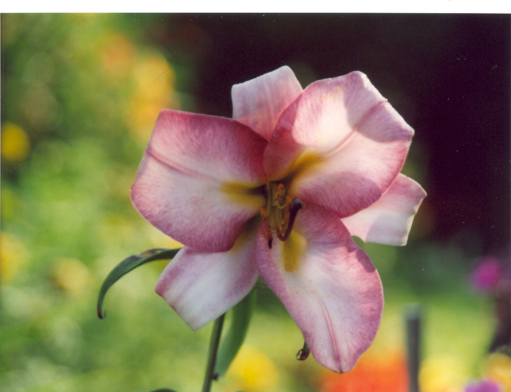 Лилия белорозовая-3