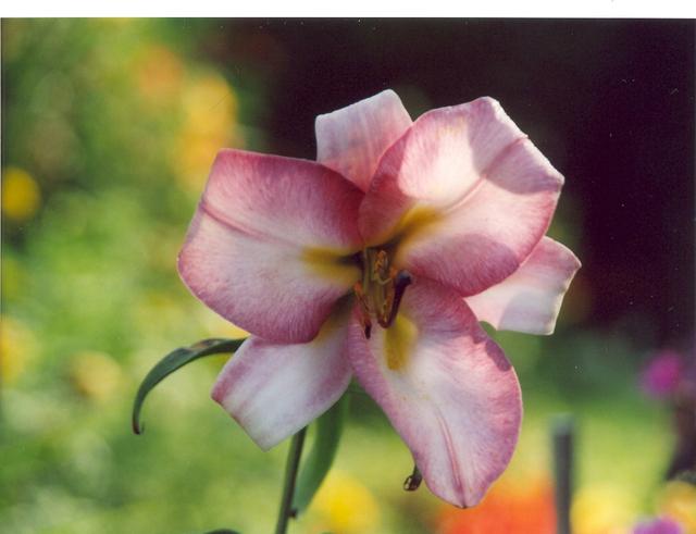 Лилия белорозовая-3