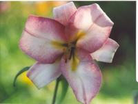 Лилия белорозовая-4