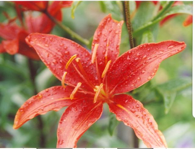 Лилия красная-1