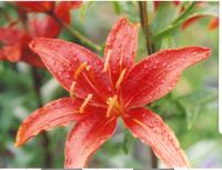 Лилия красная-1